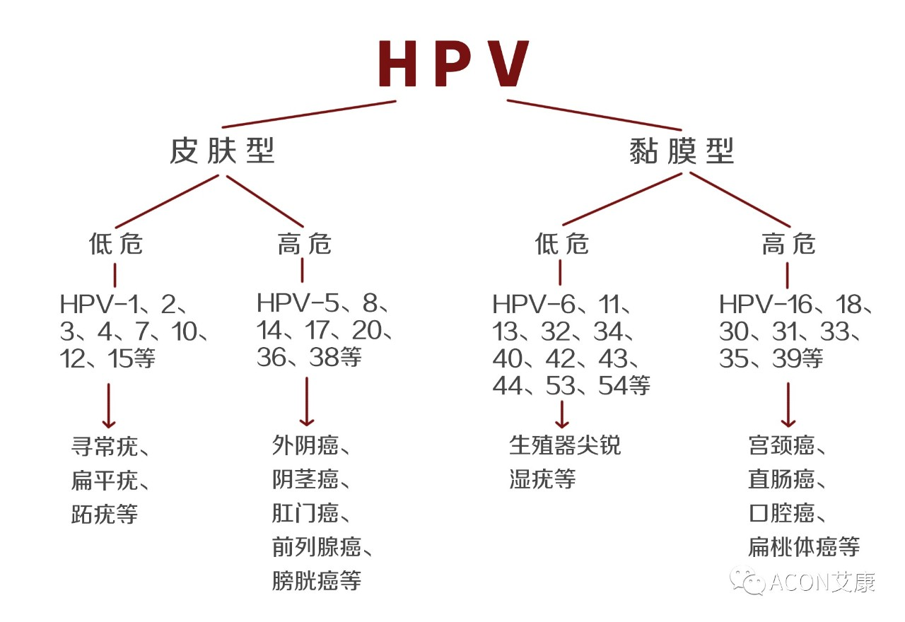HPV疫苗有必要打嗎？二價、四價、九價要如何選擇！